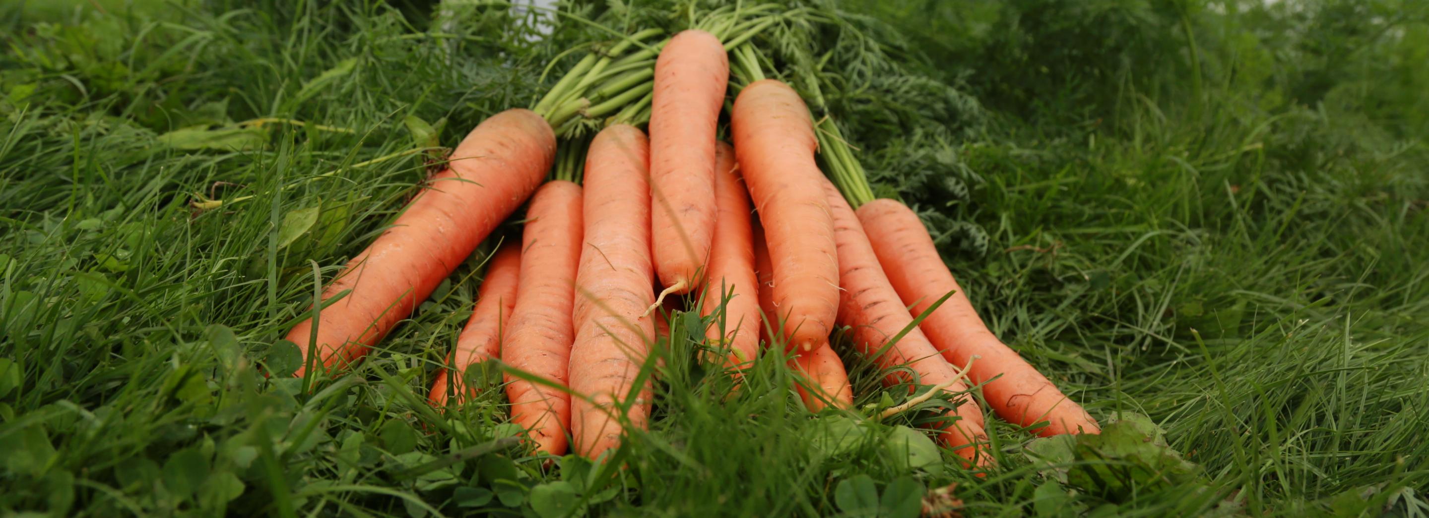 Как посеять осенью морковь, свёклу и салаты — ответ «Дачной академии»