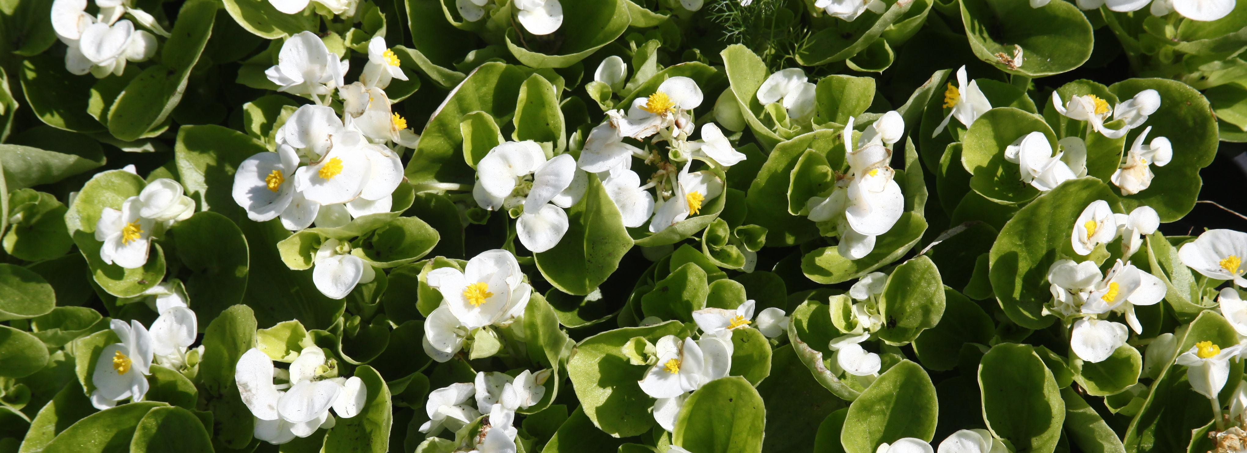 Мэр Кудрявцев: более полумиллиона цветов украсят Новосибирск в этом году