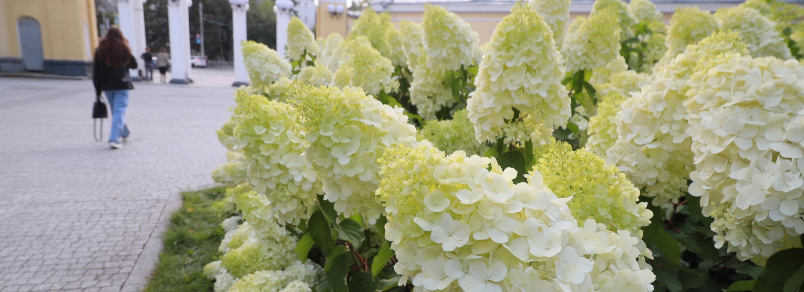 Роскошные гортензии расцвели в Центральном парке: фото