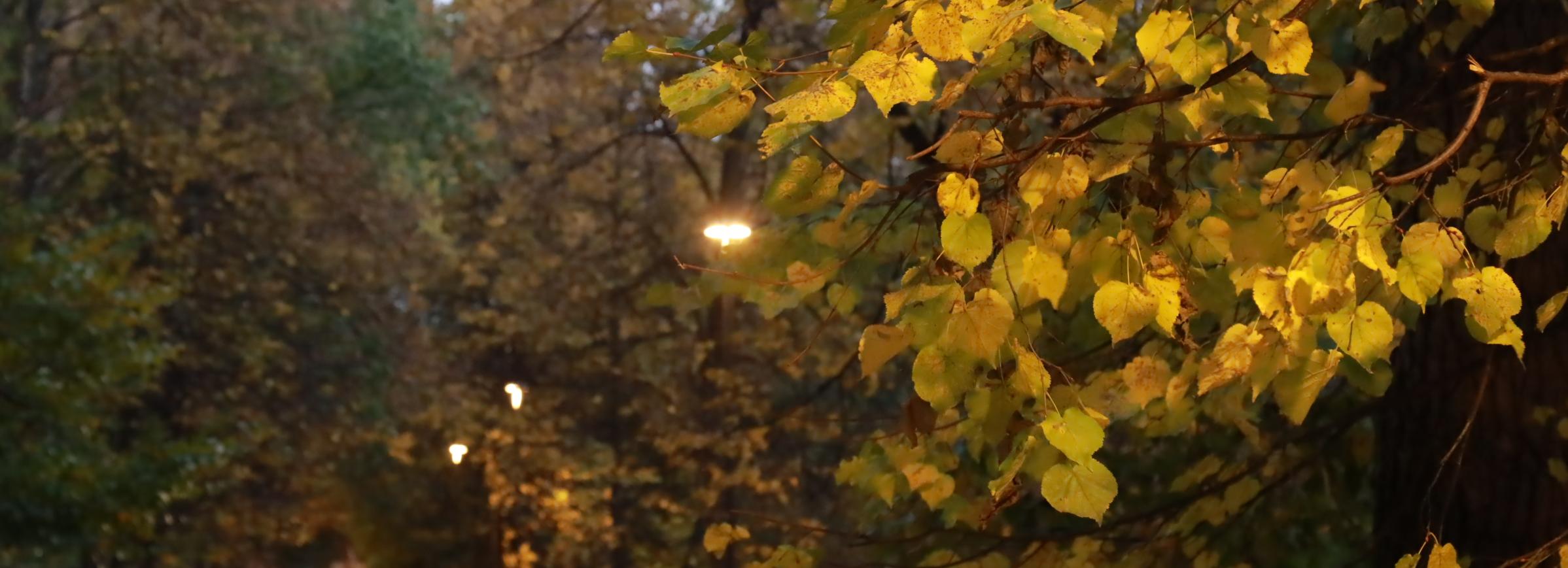 Стало известно, как благоустроят скверы Новосибирска в 2025 году