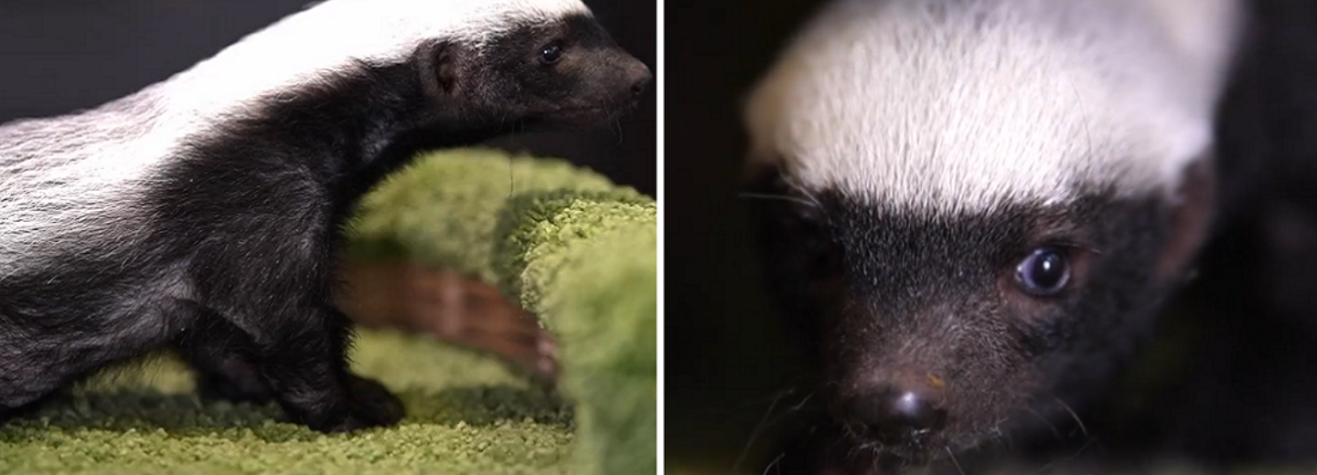 Самка медоеда отказалась выкармливать детёныша в зоопарке Новосибирска