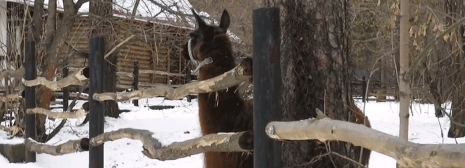 Лама Морошка плюнула в посетительницу Новосибирского зоопарка