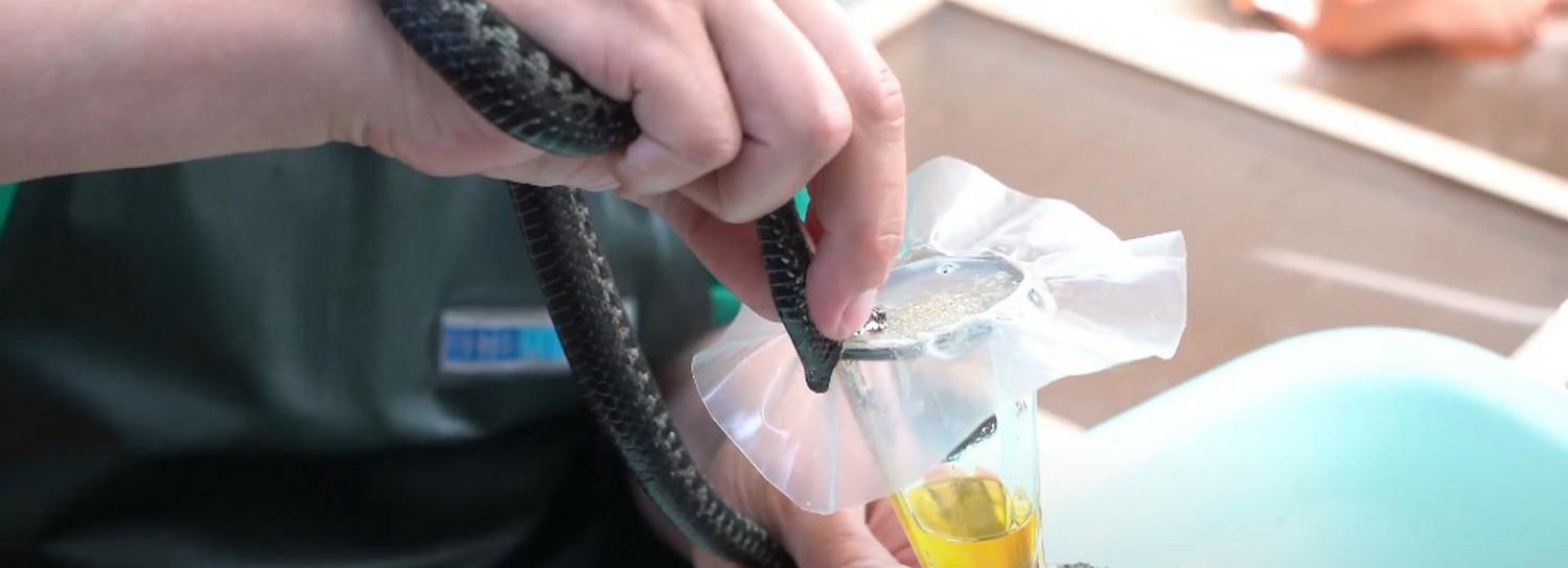 Как доят разозлённых гадюк в новосибирском серпентарии