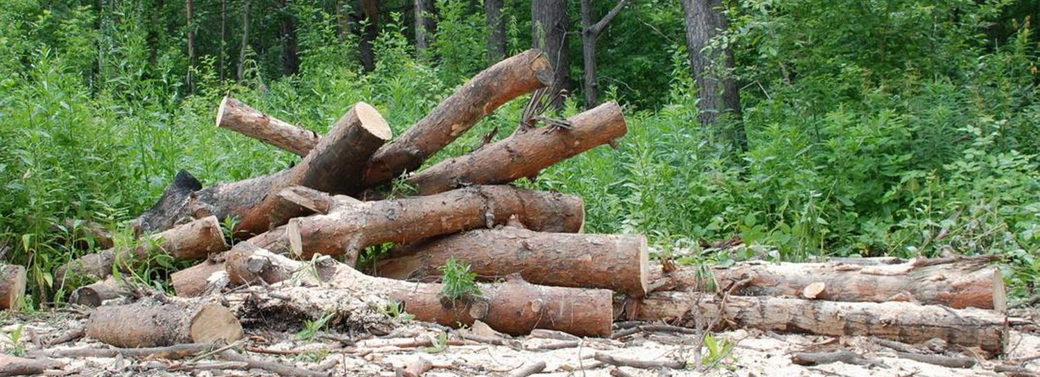 Куда жаловаться на незаконную вырубку деревьев в черте Новосибирска