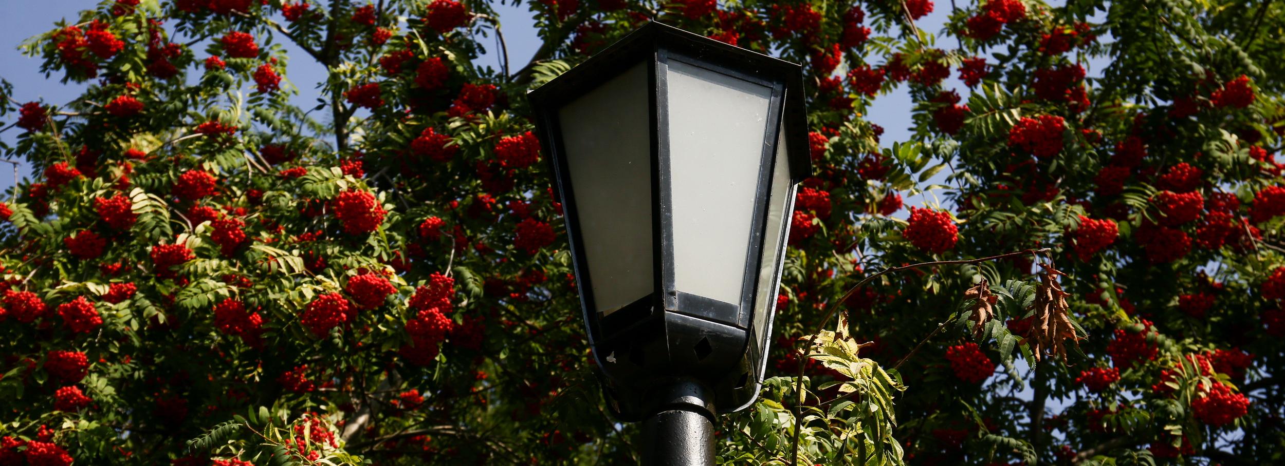 Часть Первомайского сквера закроют на реконструкцию с 10 мая