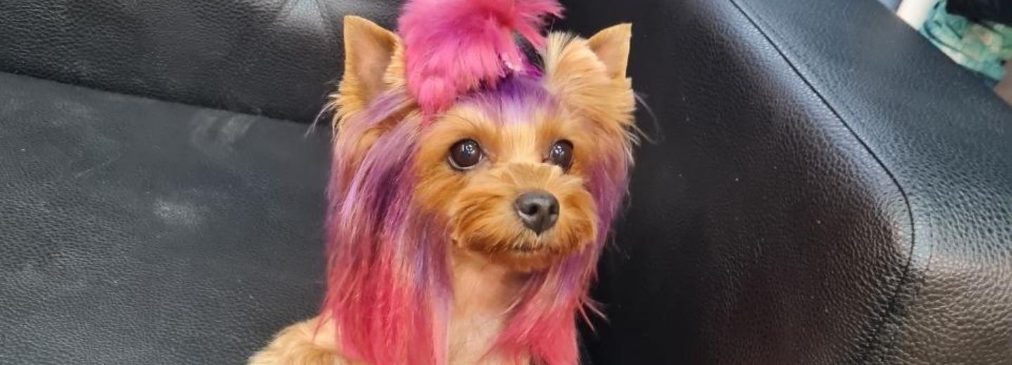 Стразы на ушах и розовые хвосты: как новосибирцы украшают собак к лету