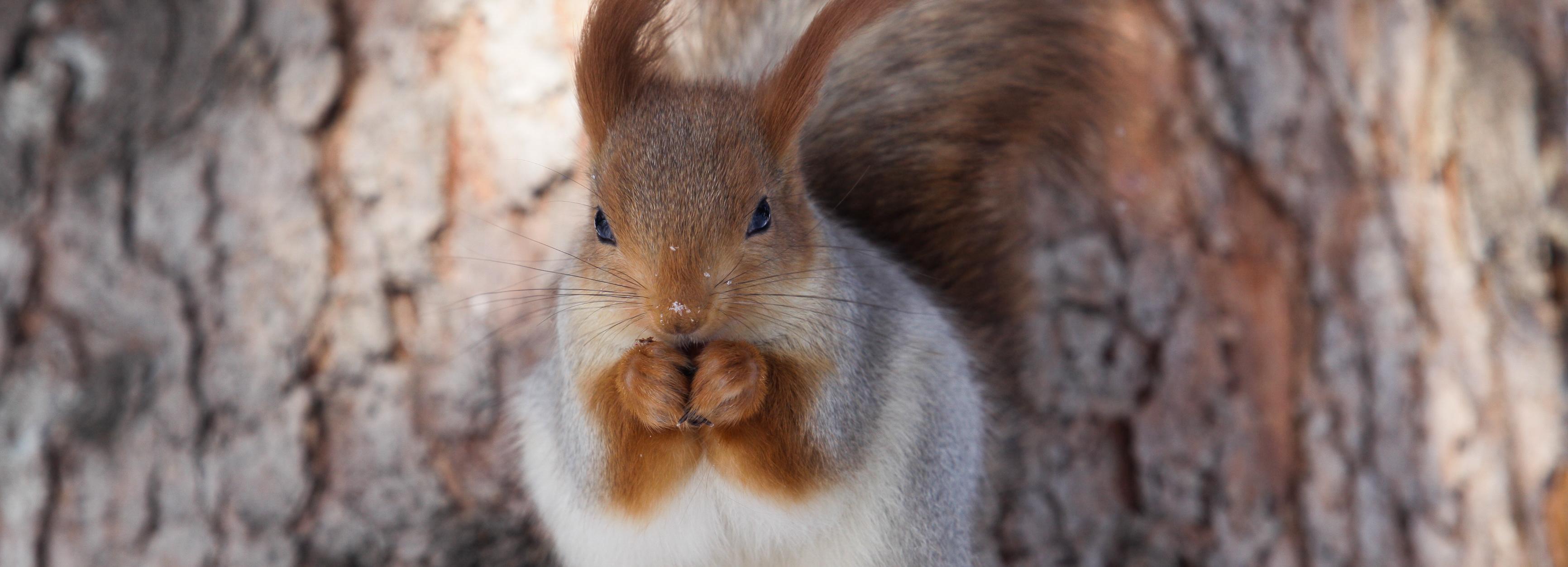 Милые, но опасные: биолог рассказала, как правильно кормить белок в парке