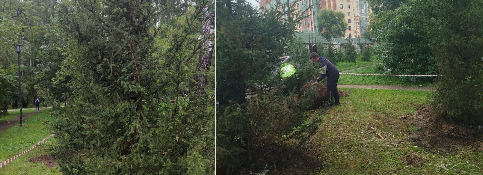 Высокие амурские ели и груши украсят Берёзовую рощу в Новосибирске