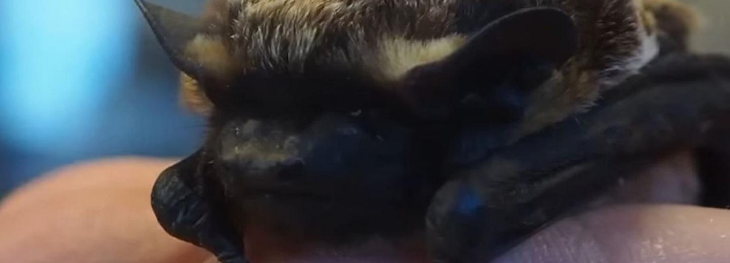 Летучую мышь Анжелу выпустил на свободу Новосибирский зоопарк