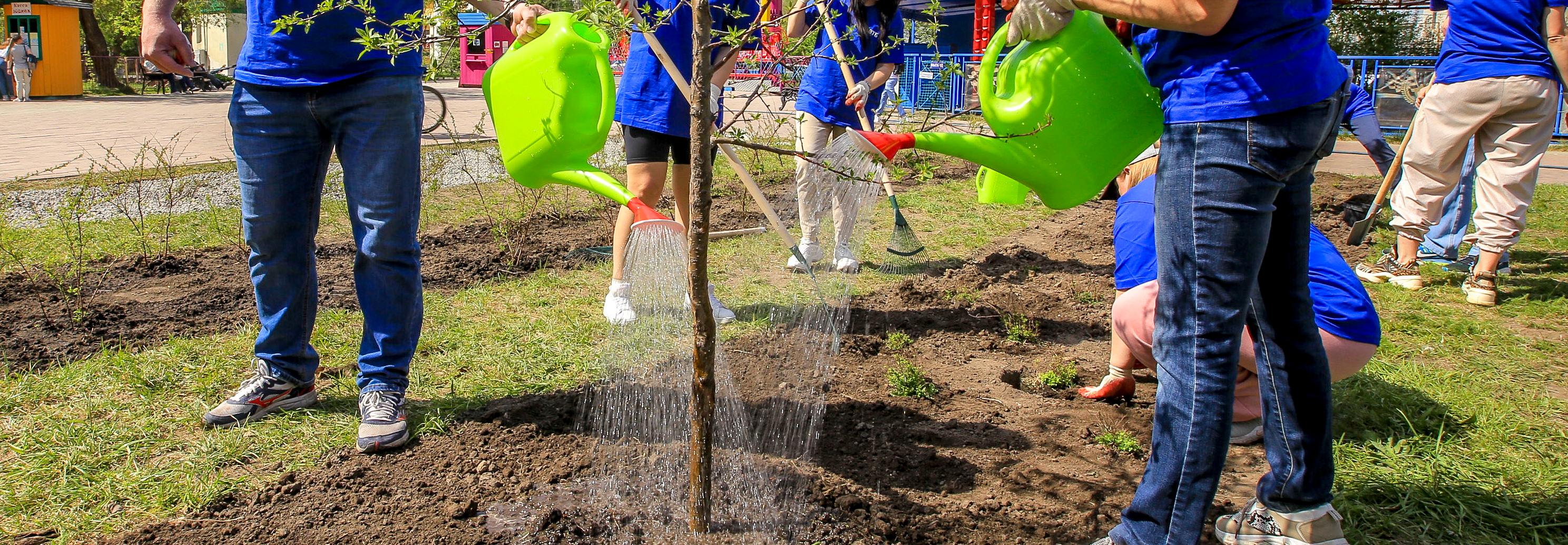 «Сад памяти» разбили у перинатального центра в Новосибирске