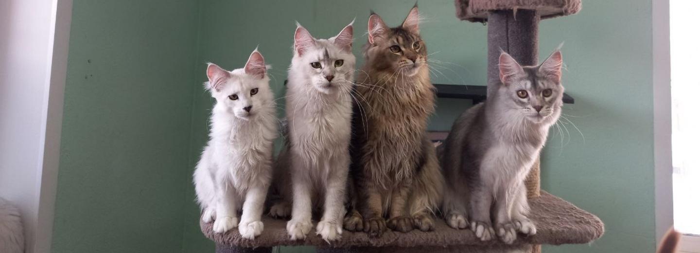 Если вы пропустили: суровые котики, зелёные выборы и наркоз при кариесе