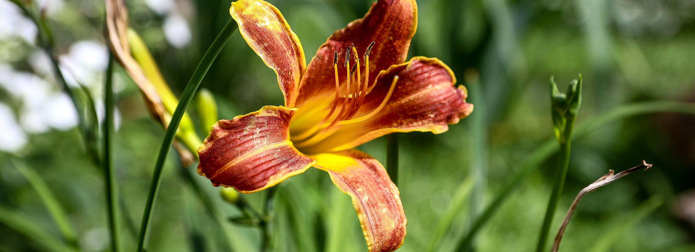 В конкурсе на звание лучшей клумбы Новосибирска появились лидеры