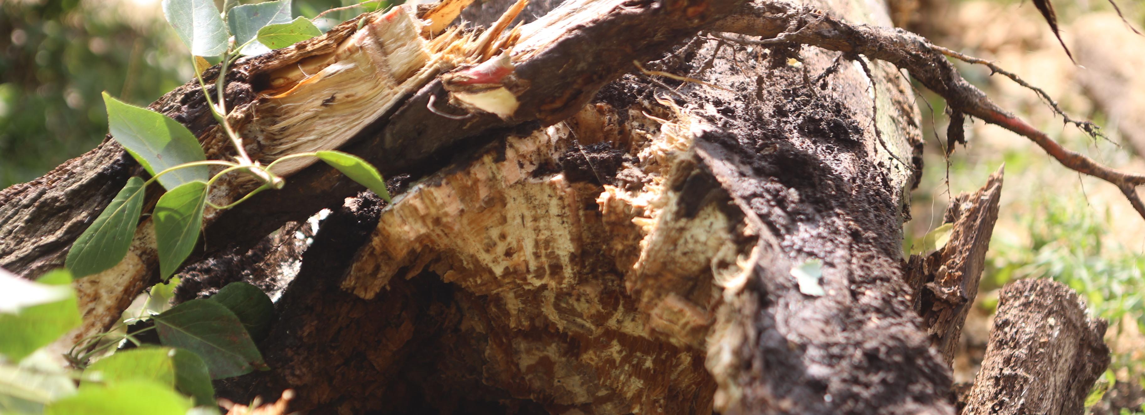 Новосибирцам напомнили о правилах сбора валежника в лесу