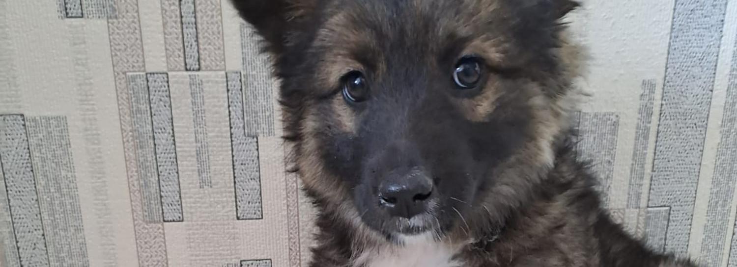 Щенка-найдёныша Муху передали семье пенсионера МВД в Новосибирске