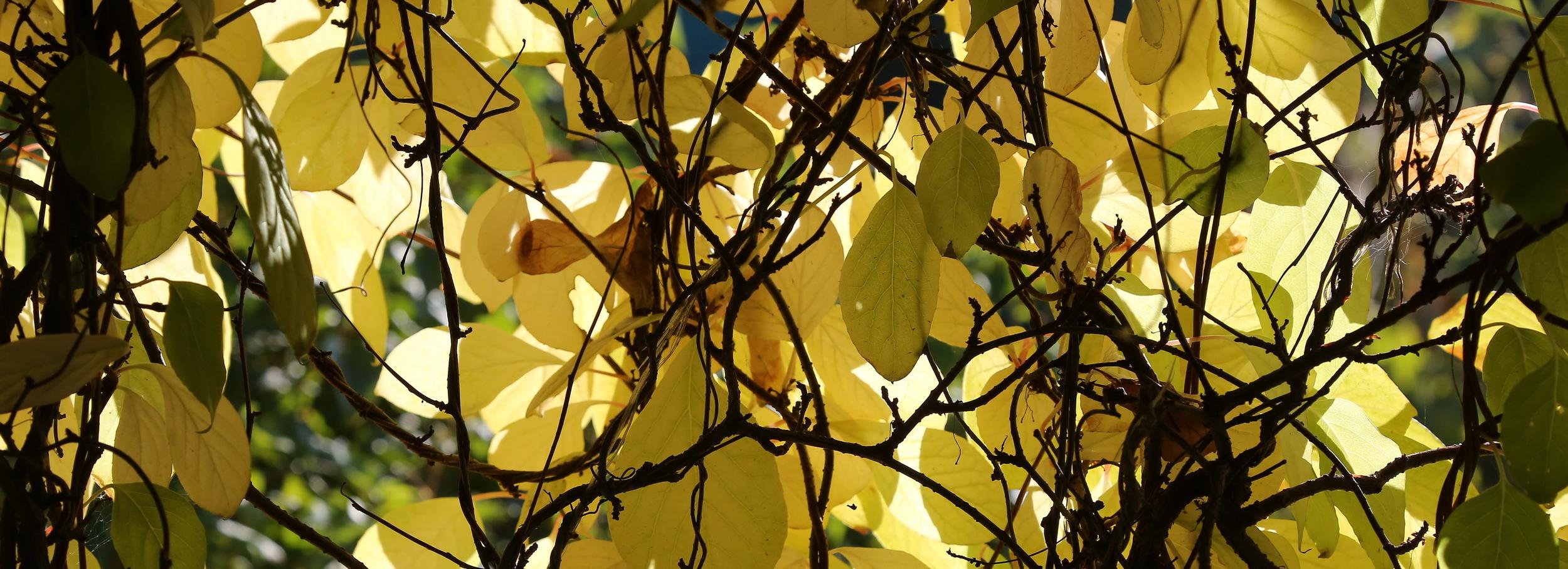 В Новосибирскую область придут первые ночные заморозки