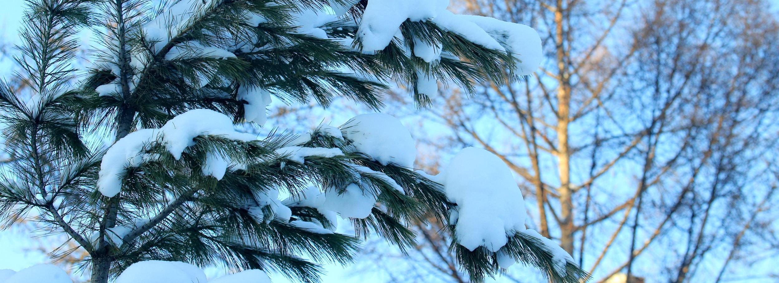 Пункты приёма новогодних ёлок в Новосибирске появились на карте «Авито»