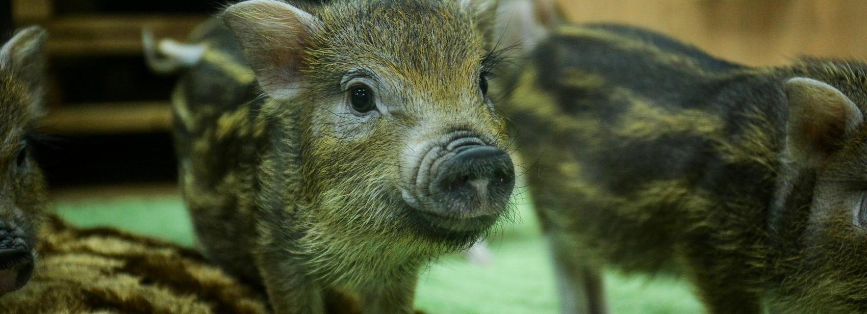 Если вы пропустили: топ летников, солнце в коробке и поедатель диванов