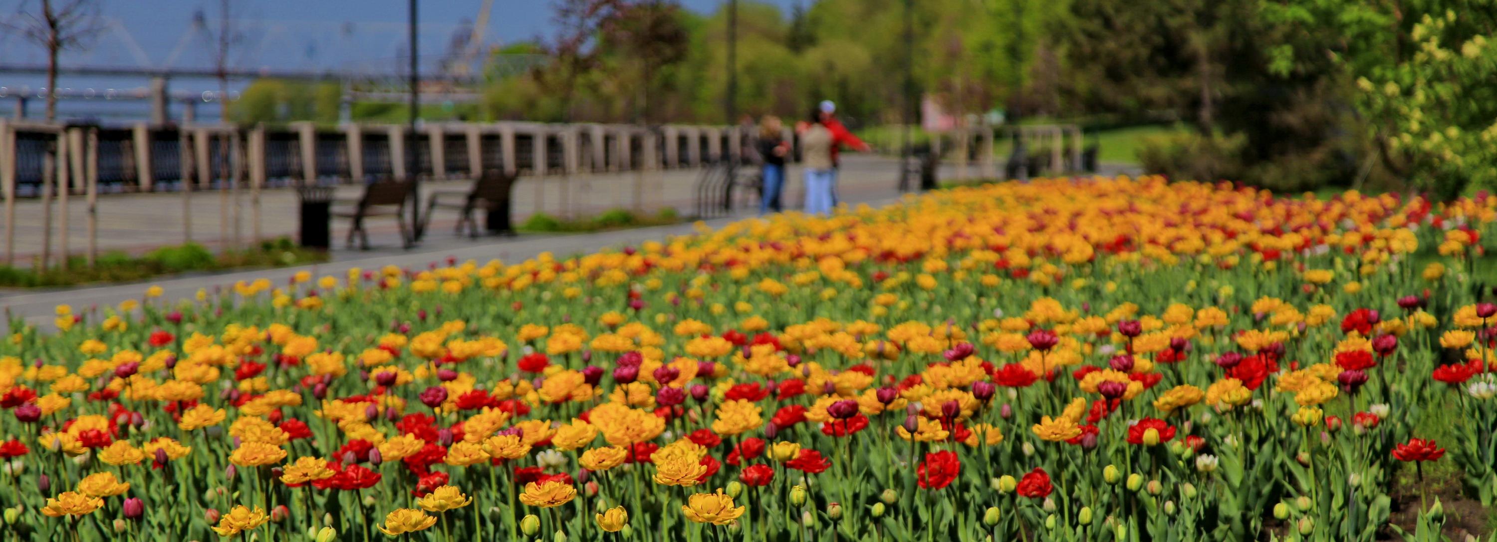 Какие цветы украсят Новосибирск — слушайте в прямом эфире на Горволне