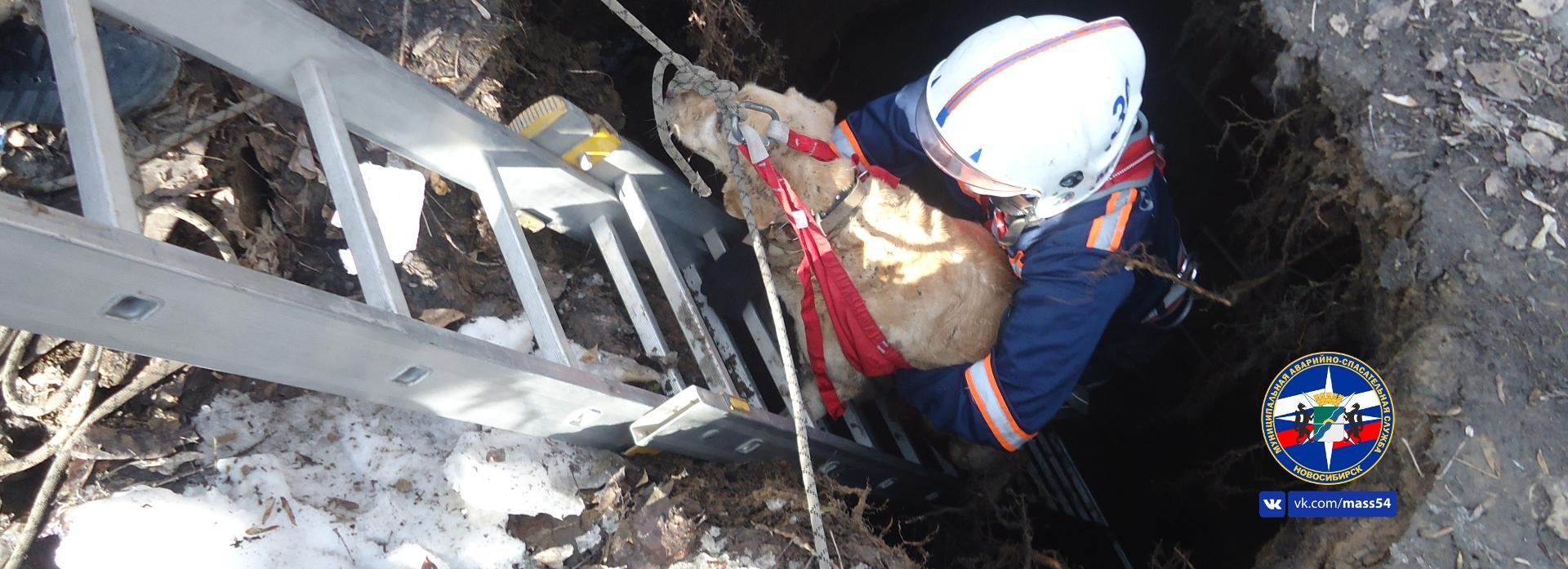 Лабрадор упал в яму в Новосибирске — его вызволили спасатели