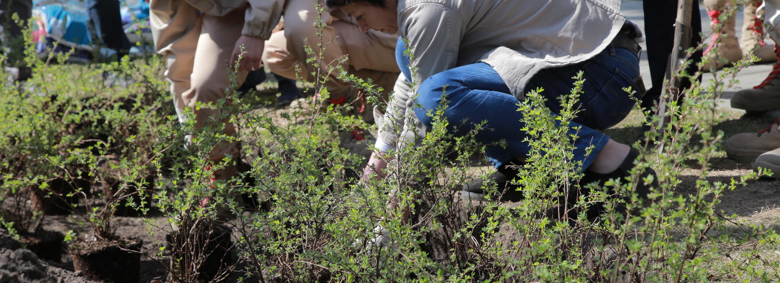 Новый сквер обустроят на пересечении Кирова и Никитина в Новосибирске