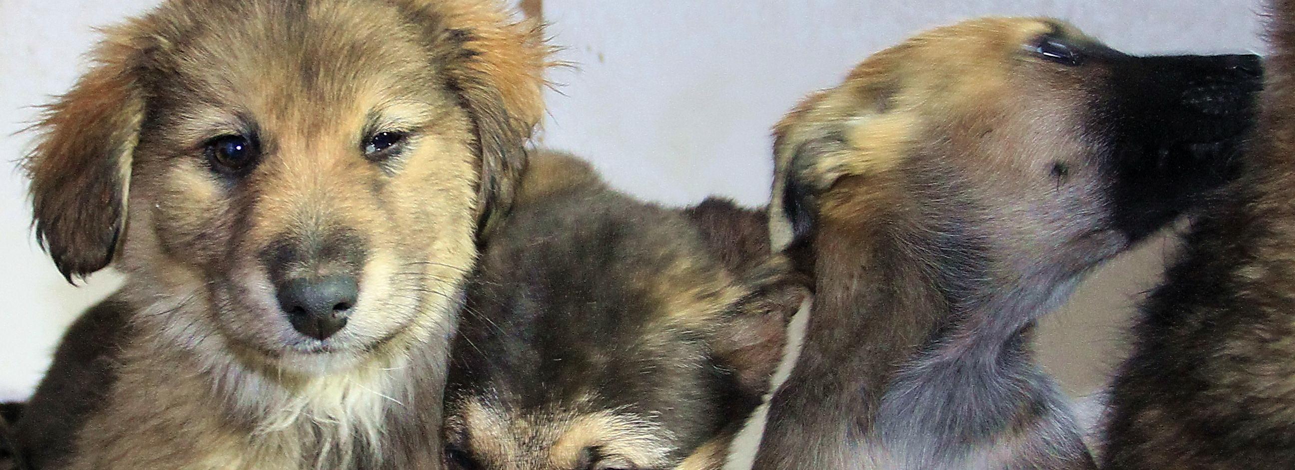 Что делают с бездомными животными в Новосибирске — горячий телефон