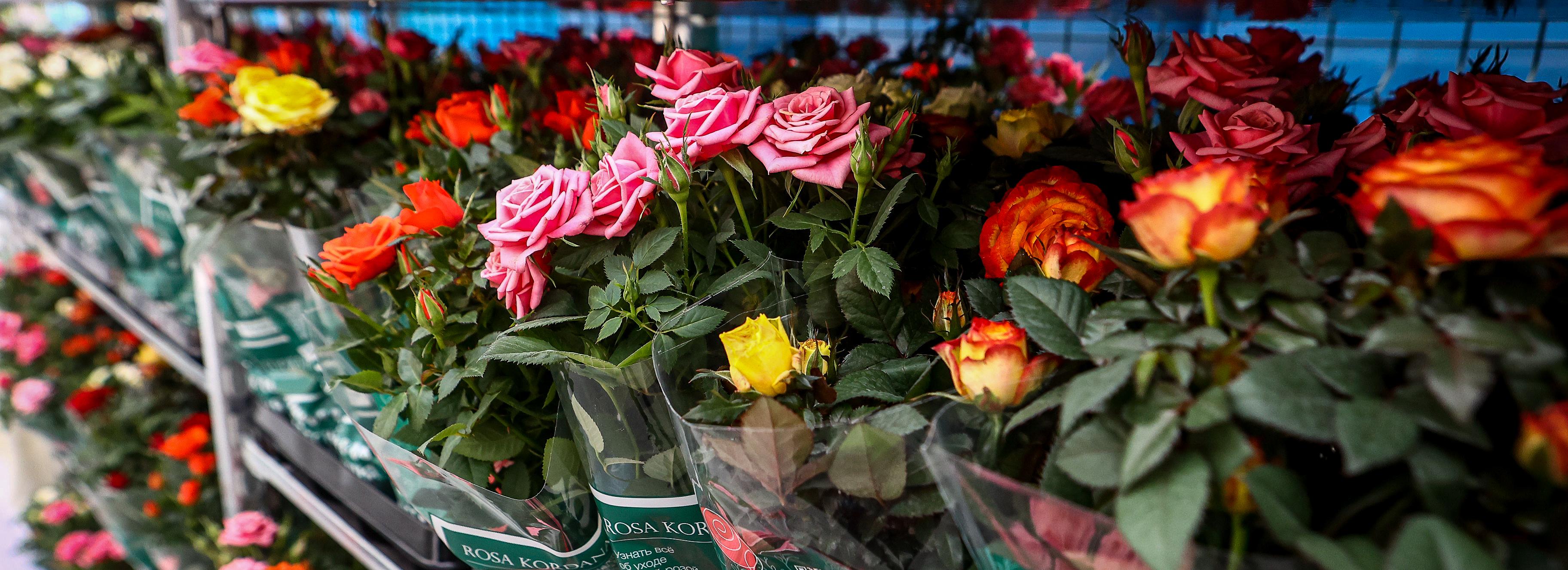 Горшечные розы в новосибирских теплицах стали выращивать роботы