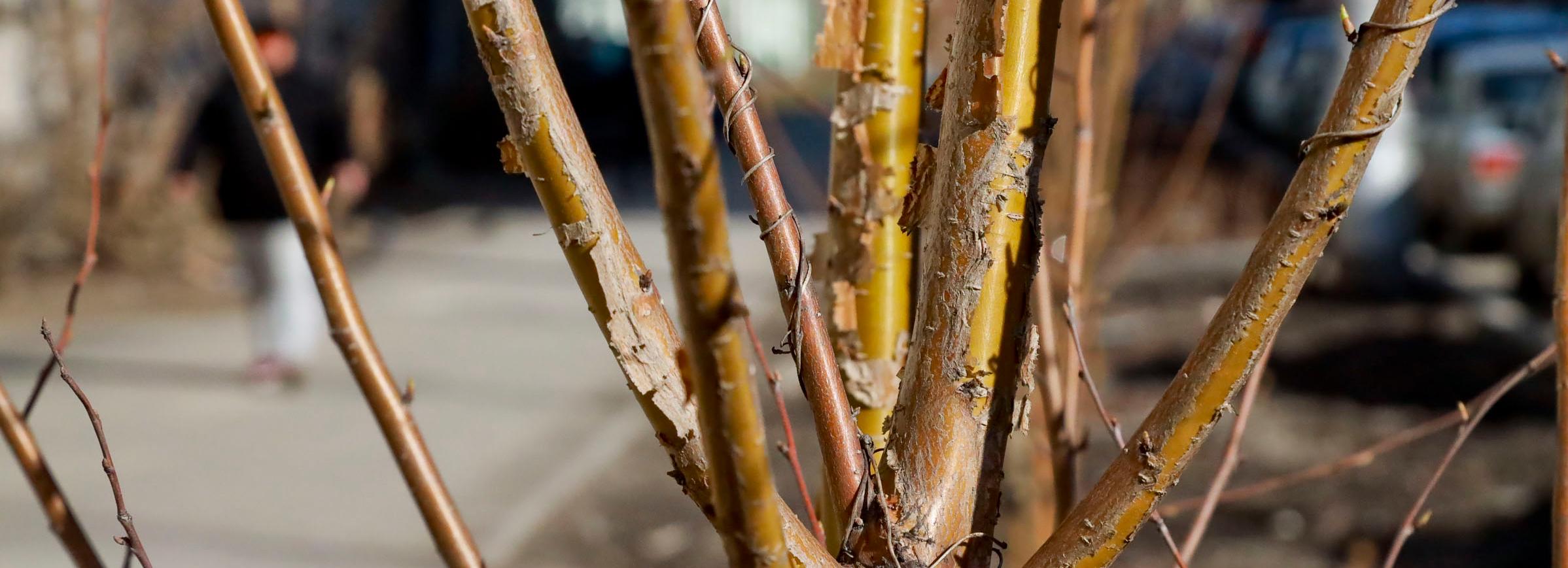 Больше 740 деревьев и кустарников высадят к осени на улице Красина