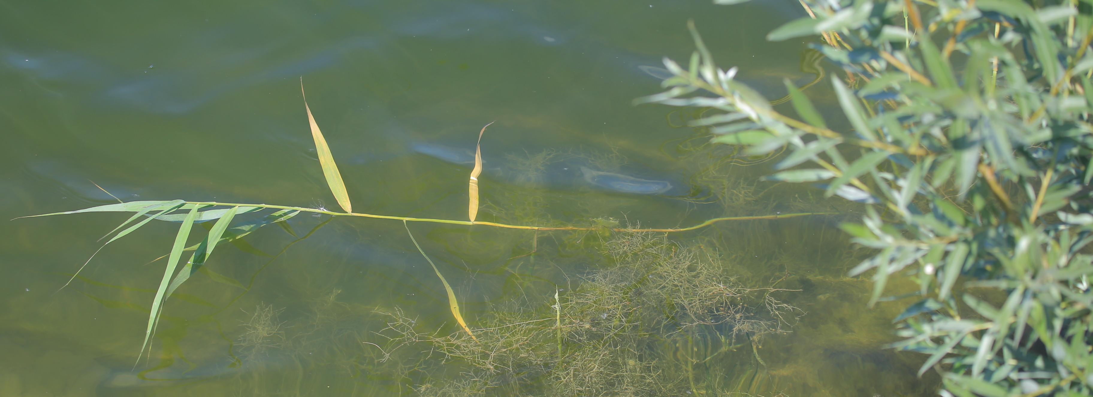 Здесь тонут люди: самые опасные пляжи назвали в Новосибирске