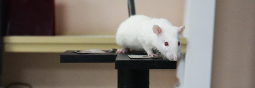 Зачем ДНК упакована в клетке особым образом, выясняют новосибирские учёные