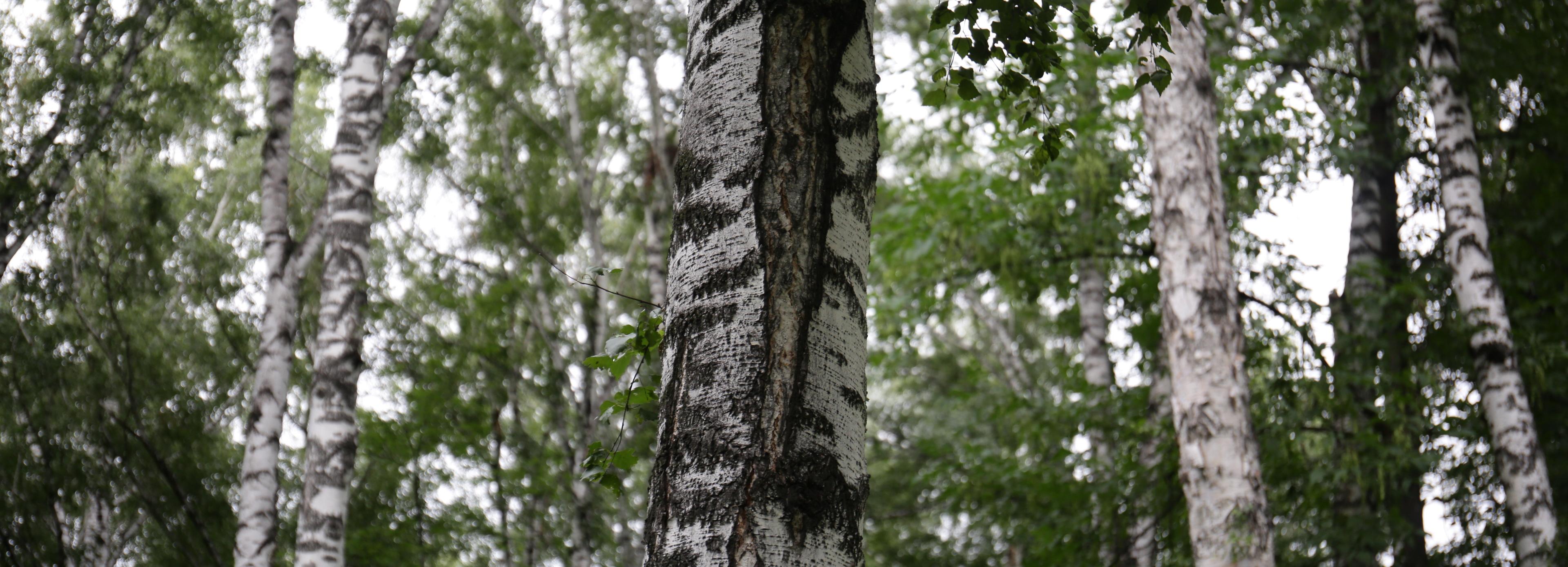 Клещи напились крови: за минувшую неделю зафиксировано 118 укусов