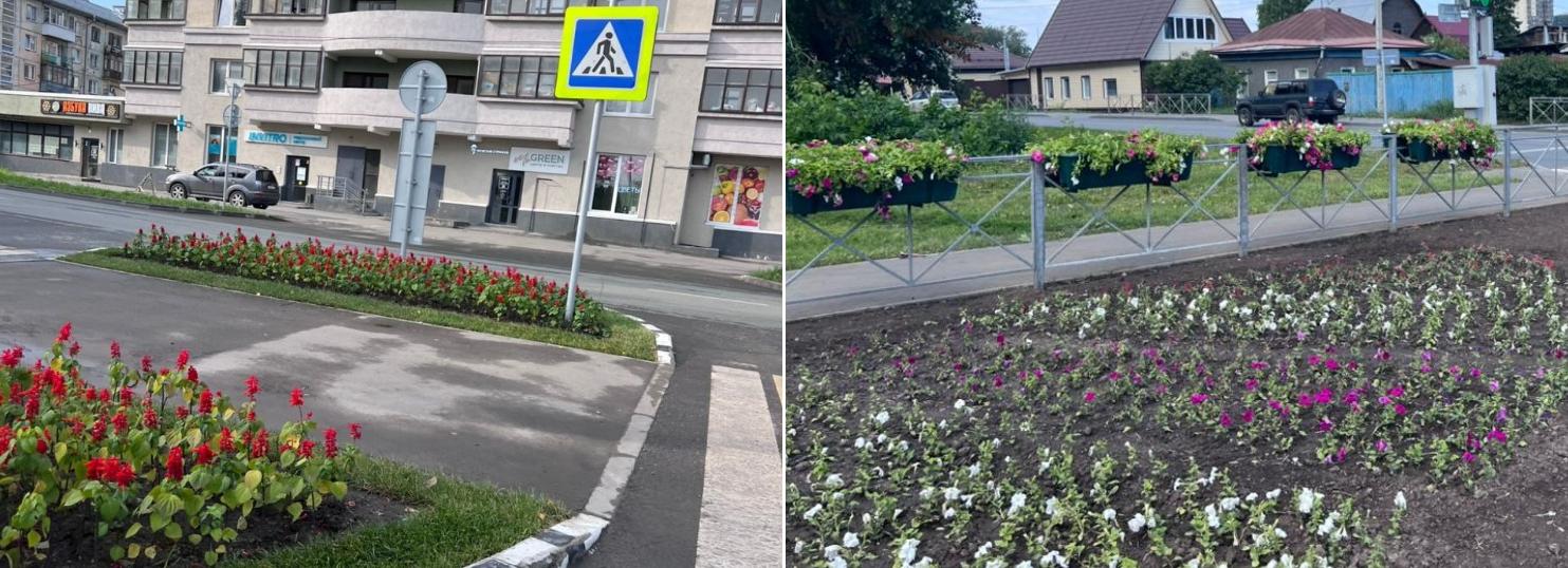 Сальвии, лилейник, катарантусы: 5000 цветов высадили в Первомайке