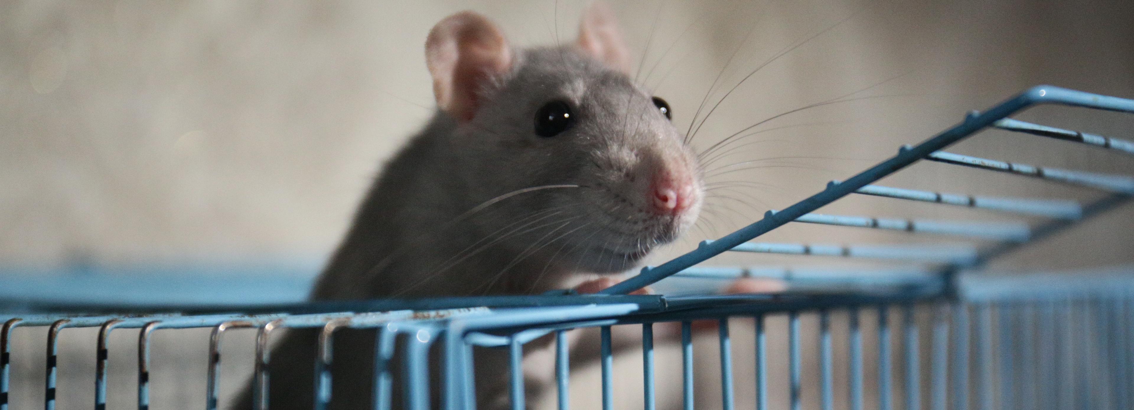 Из-за микропластика в рационе крысы стали быстрее стареть