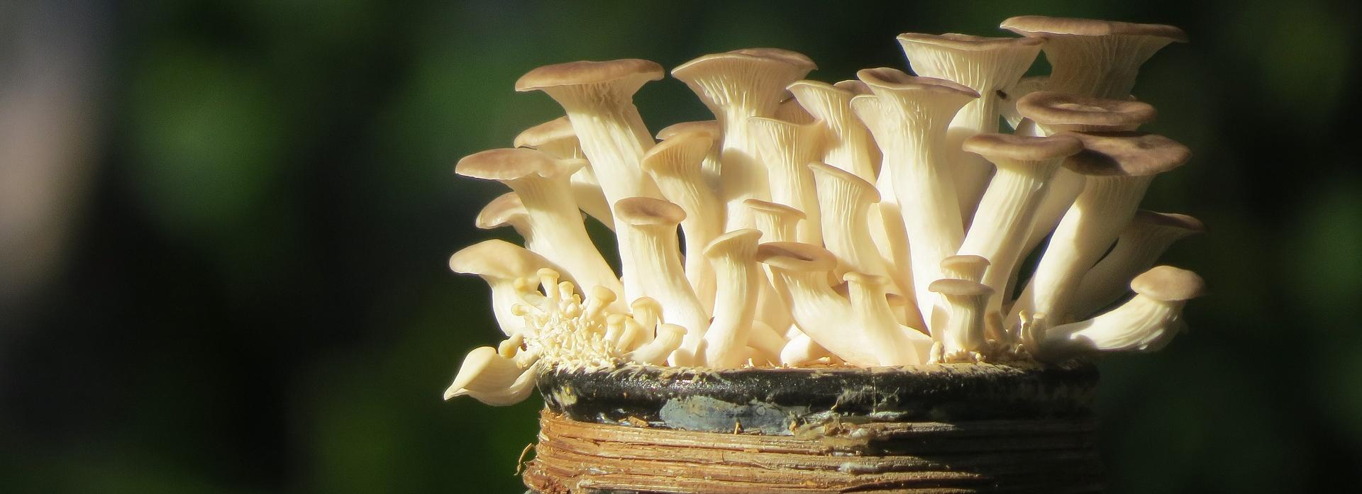 Антиковидные грибы собрались выращивать в Новосибирской области