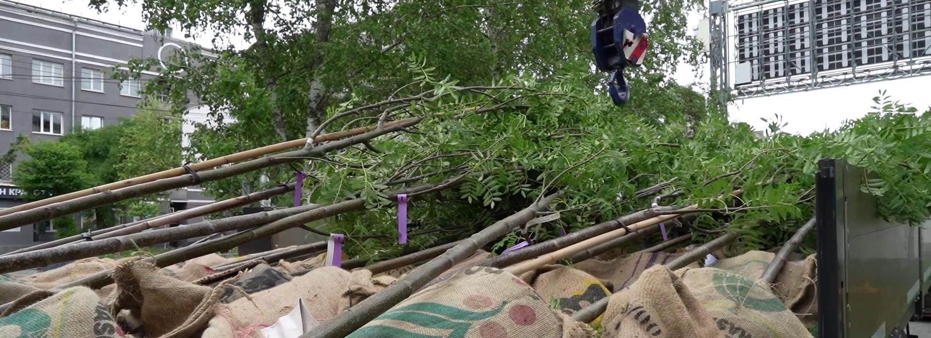 Мэр Кудрявцев: на бульваре Красного проспекта начали высадку рябин