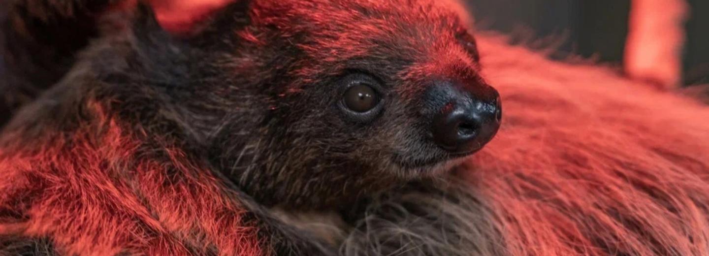 Детёныша двухпалого ленивца показал Новосибирский зоопарк