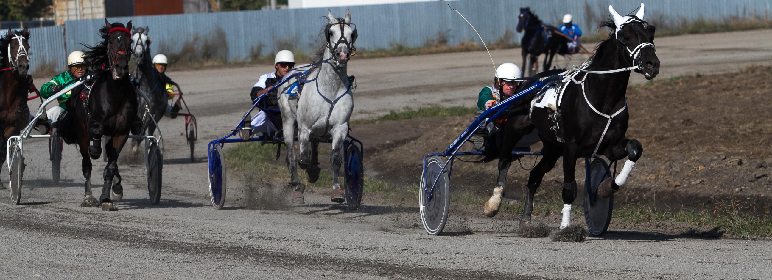 В Новосибирске отменили бега на ипподроме из-за ОРВИ у лошадей