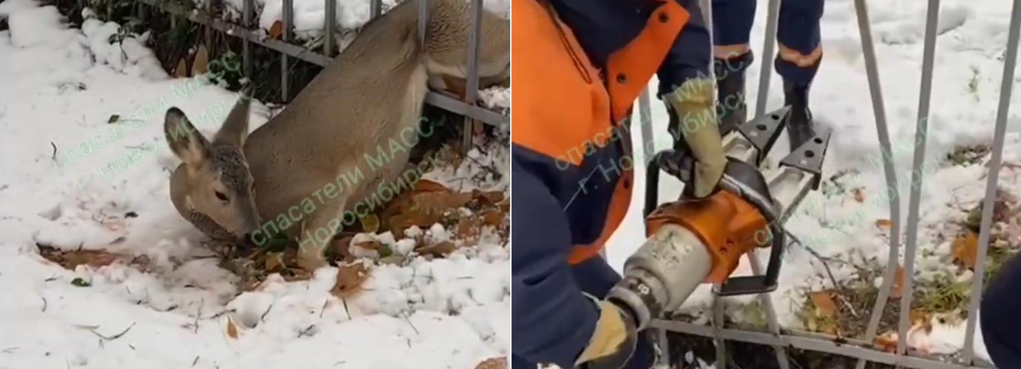Застрявшую в заборе косулю освободили спасатели в Новосибирске