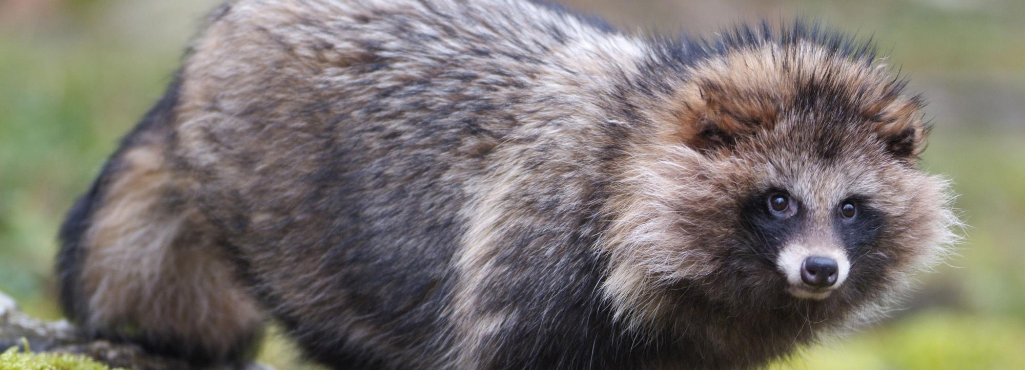 Енотовидных собак разрешат убивать в Новосибирской области