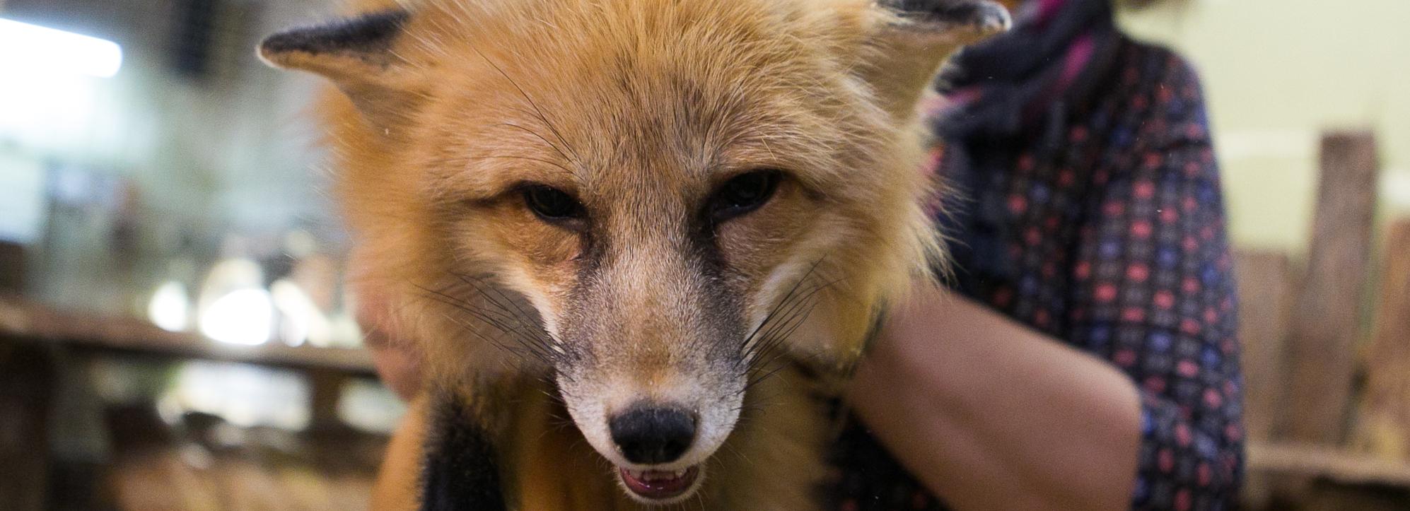 Очаг бешенства обнаружили у общежития в левобережье Новосибирска