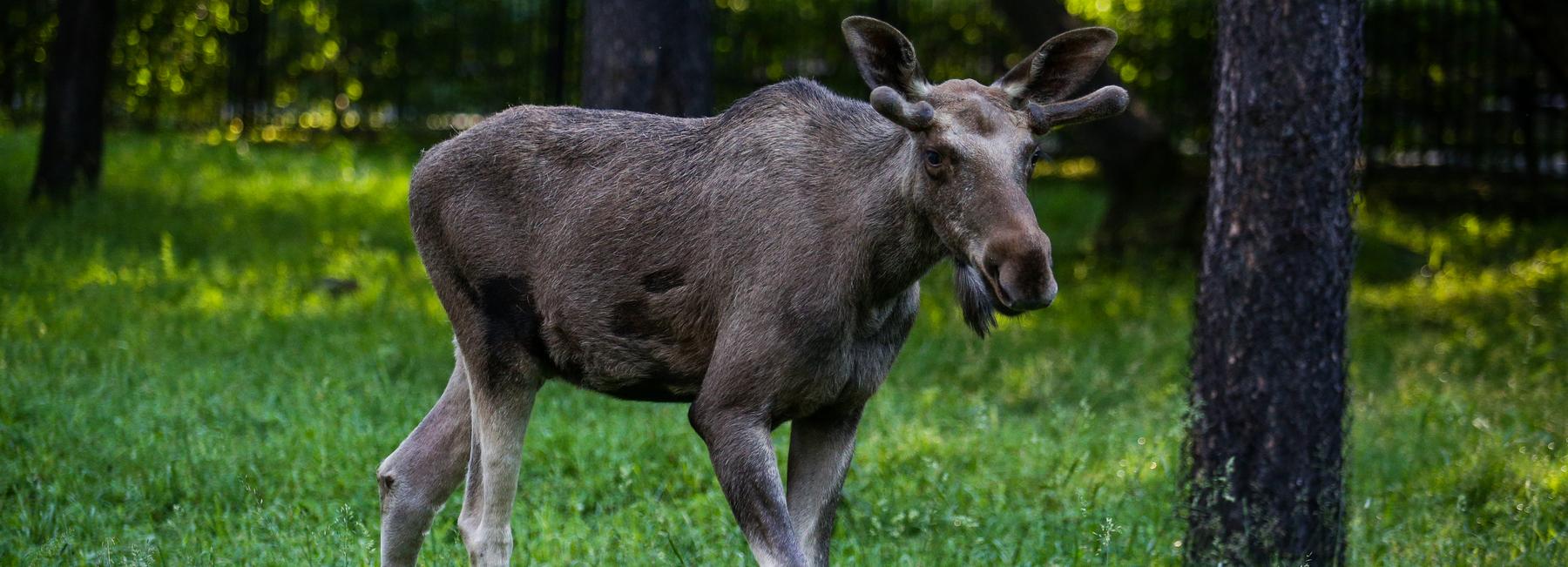 За сбитого на дороге лося придётся заплатить 80 000 рублей