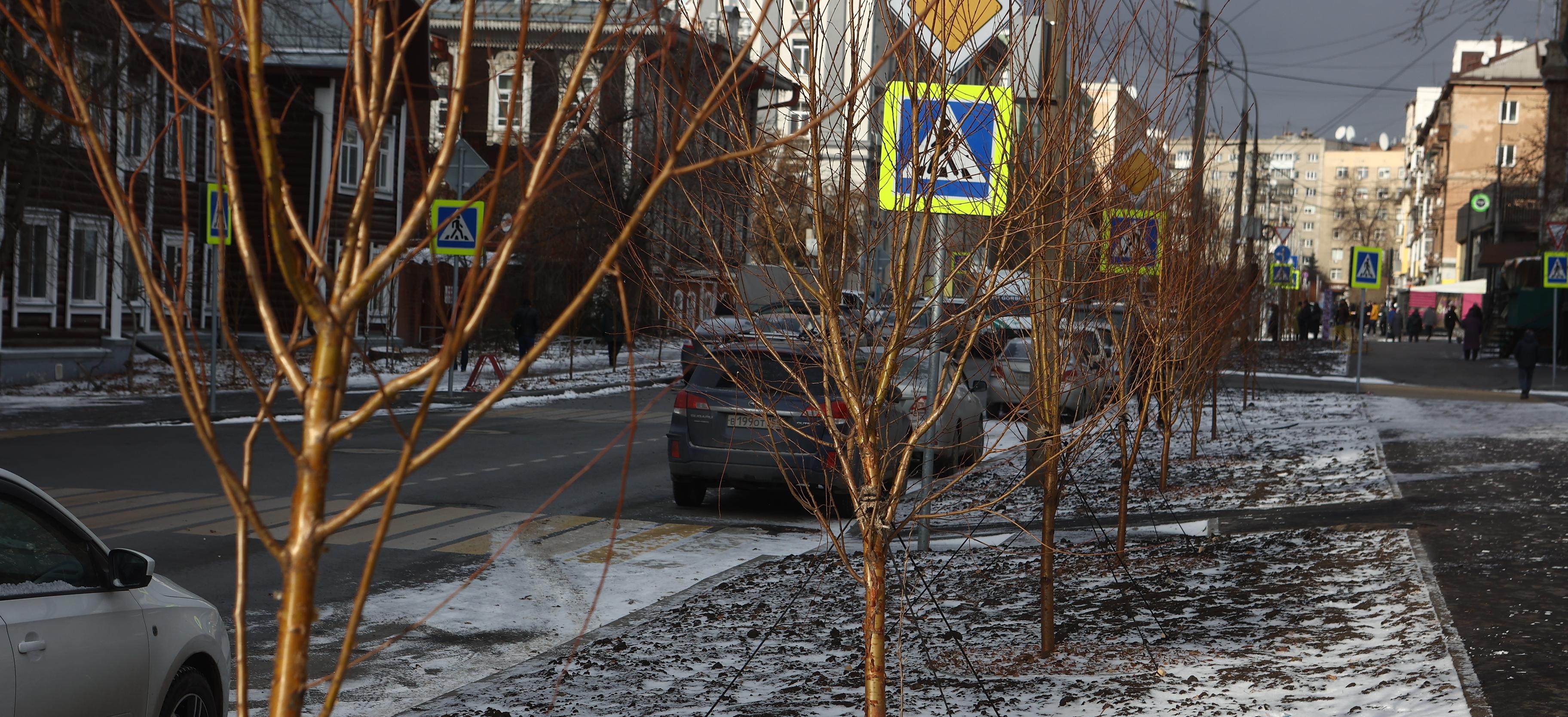 Больше 800 черёмух и кустов рябинника высадили на улице Урицкого