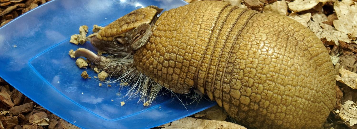 Сворачивающийся в шар броненосец появился в Новосибирском зоопарке