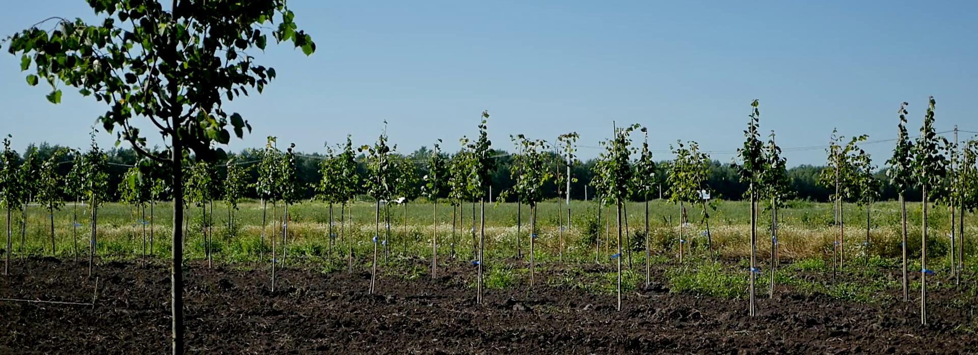 Сотни устойчивых к морозам лип привезли в городской питомник