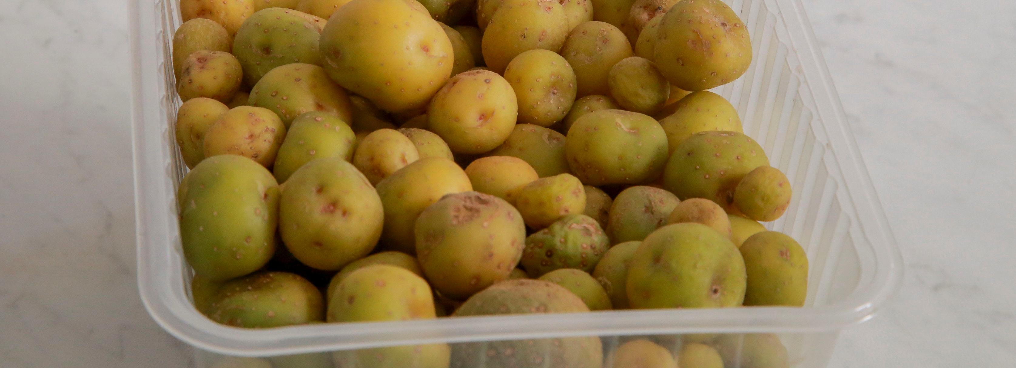 Засухоустойчивый сорт картофеля разработали новосибирские генетики