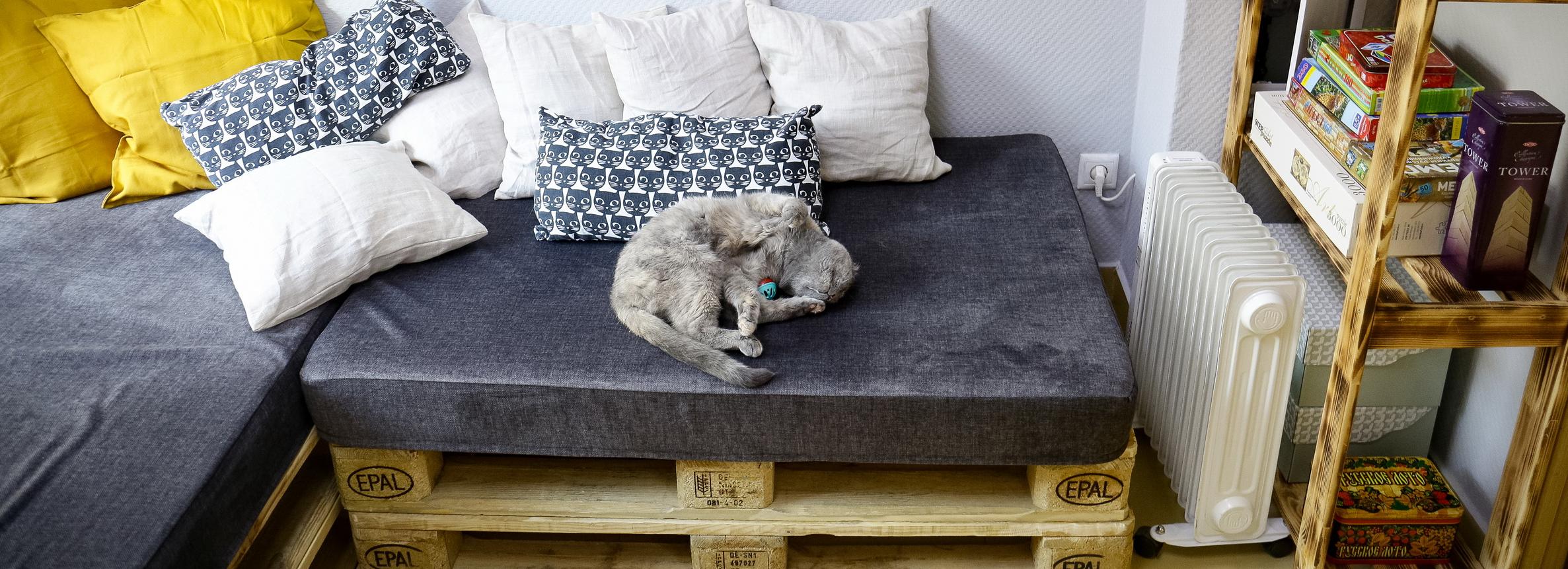 Число брошенных кошек выросло в Новосибирске из-за эмиграции