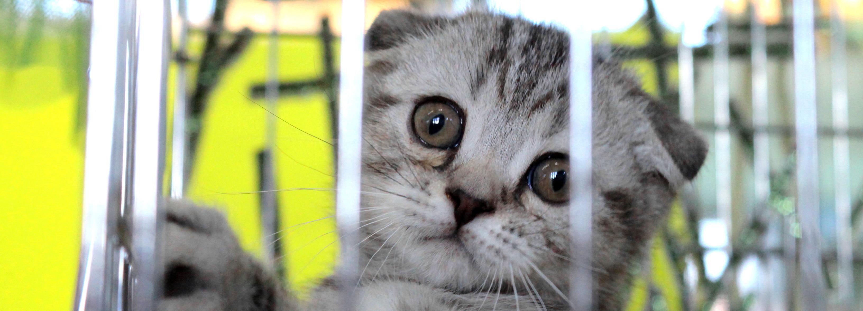 45 кошек вывезли за рубеж из Новосибирской и Томской областей