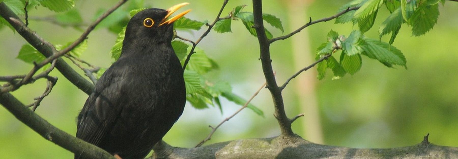 Дрозды любуются первыми весенними цветами Новосибирска вместо людей