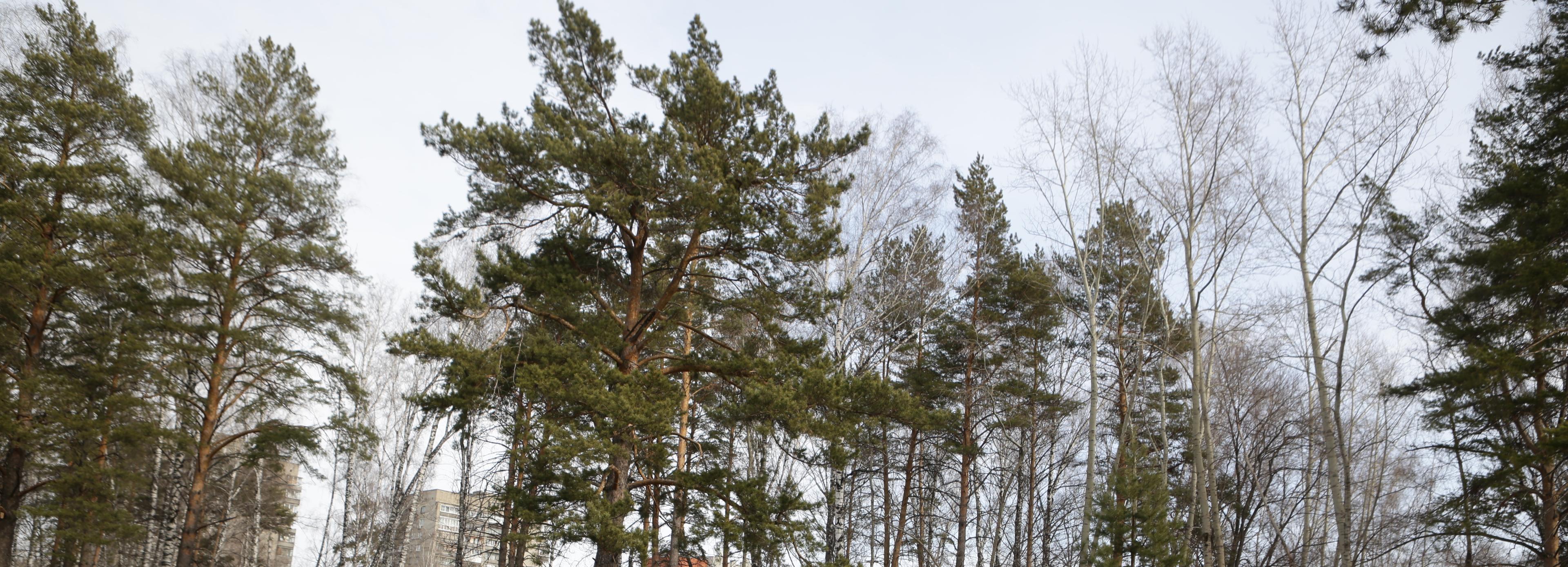 Концепцию развития Соснового бора разработают весной