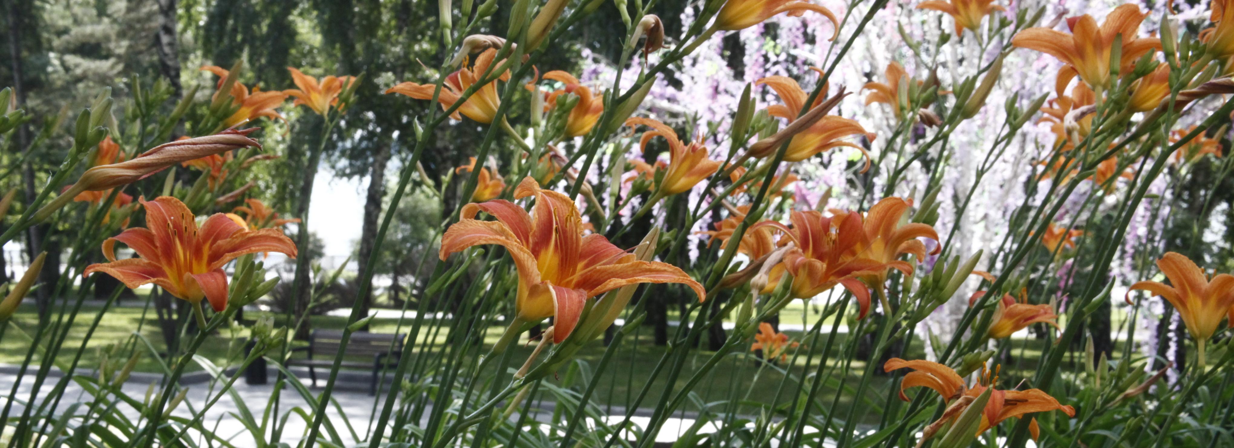 В цветах лета: восемь мест для июльских селфи в Новосибирске