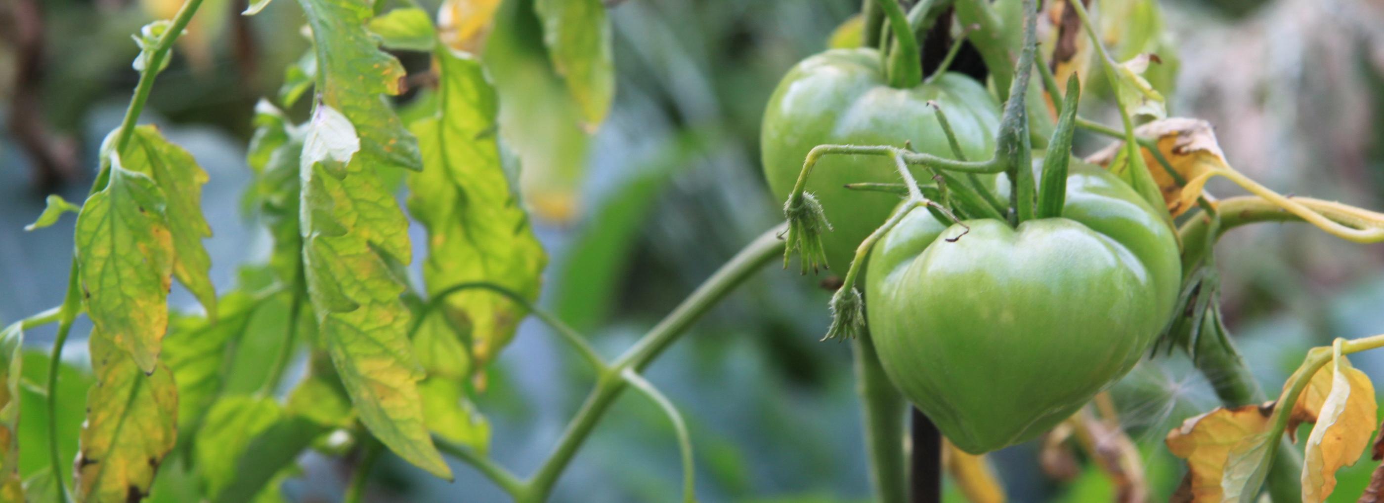 Выставку сибирских перцев и томатов откроют в «Дачной академии»